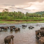 Sri-lanka-eco-wildlife-experiences