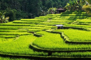 Yoga and womens education Bali 