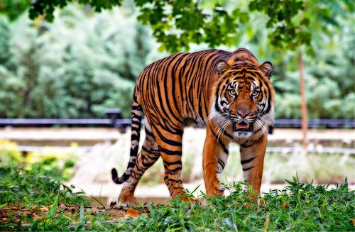 Wildlife Safari - Tiger feature image