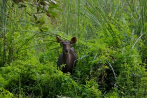 Deer spotted in Nepal's national park