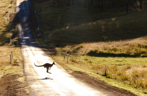 Wildlife in Australia feature image