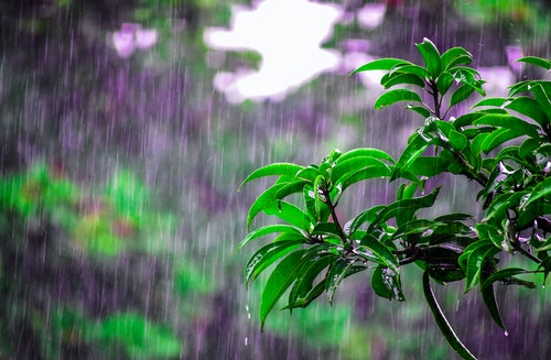 rainwater-harvesting