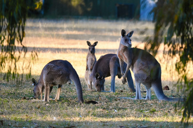 Kangaroos Gallery image