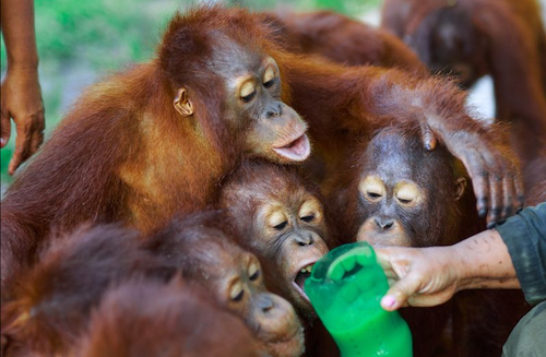 trek-for-orangutans