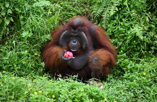 trek-for-orangutans