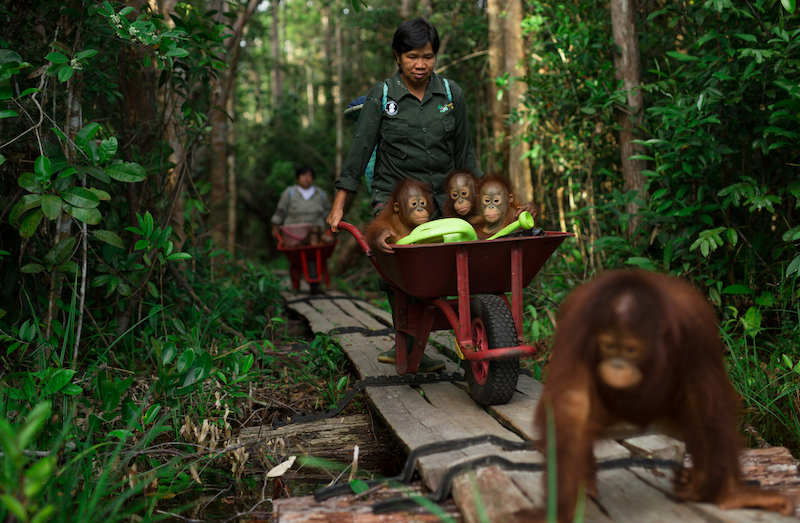 trek-for-orangutans-soulful-concepts