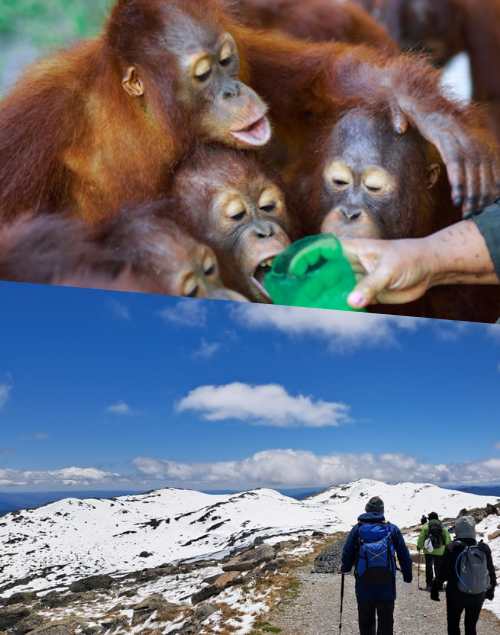 Trek for Orangutans