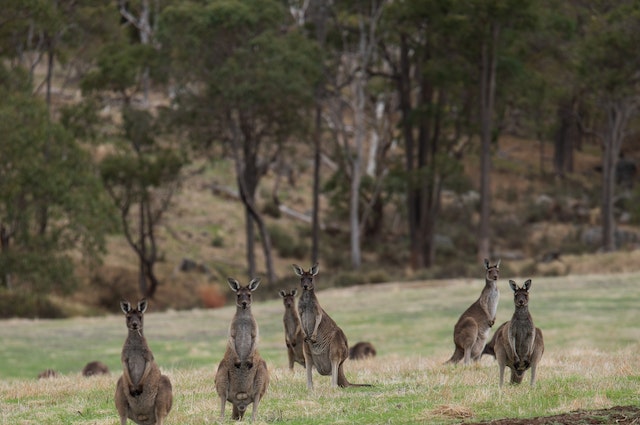 Kangaroos in a field