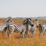 top-5-safaris-in-africa