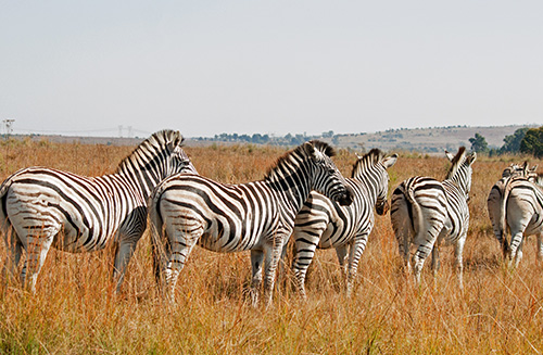 top-5-safaris-in-africa